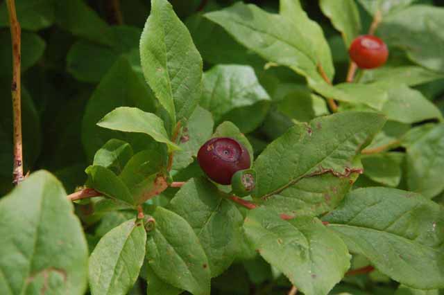 huckleberry